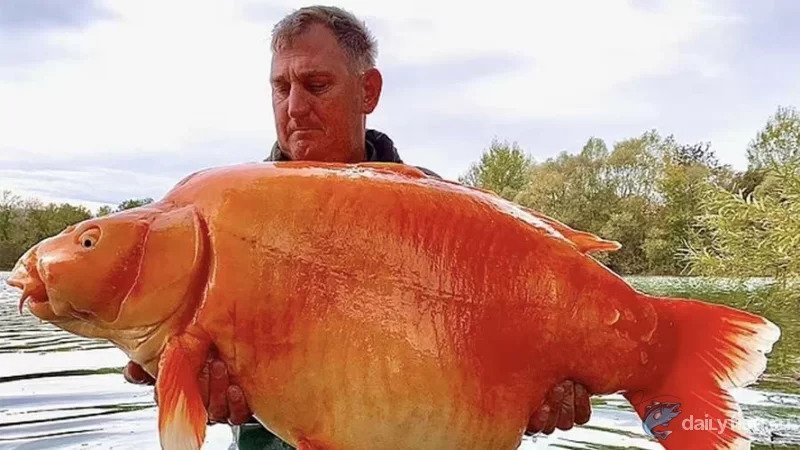 Британский рыбак поймал гигантскую золотую рыбку весом 30кг