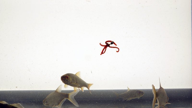 Как правильно насадить мотыля на мормышку, 7 способов, секреты от чемпиона мира