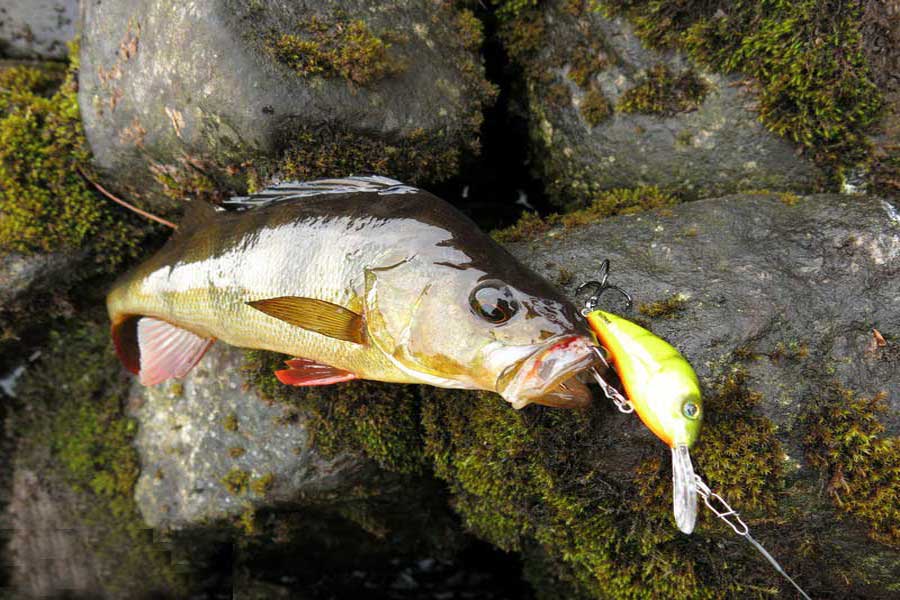 Salmo Rattlin’ Hornet 4,5