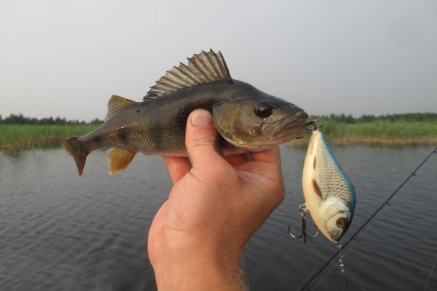 Salmo Slider 7 (6) F