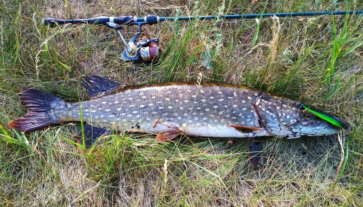 Zipbaits Regge