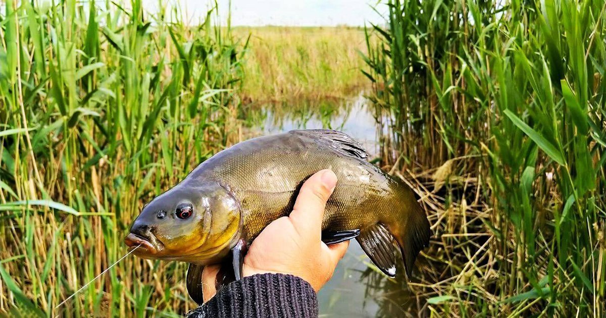 Лучшие приманки и прикормки для успешной ловли линя
