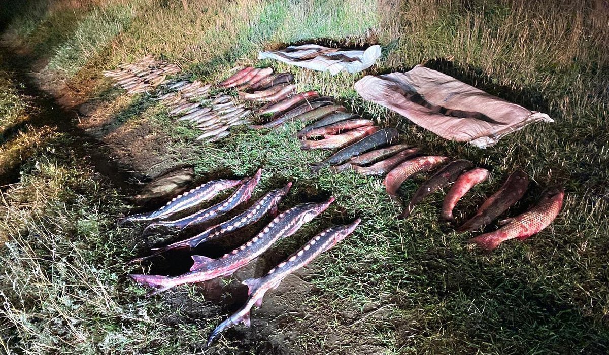Какие виды рыбы в России под запретом и какие наказания предусмотрены за их ловлю