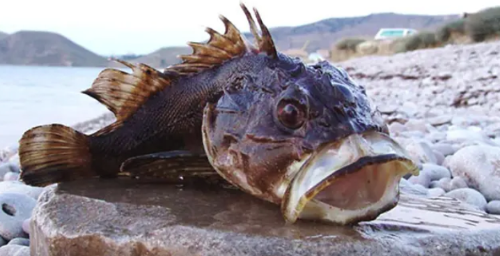 Морской ерш (Скорпена).