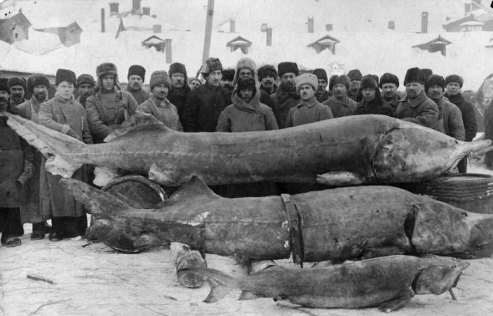 Сверху, один из рекордсменов рыболовной отрасли
