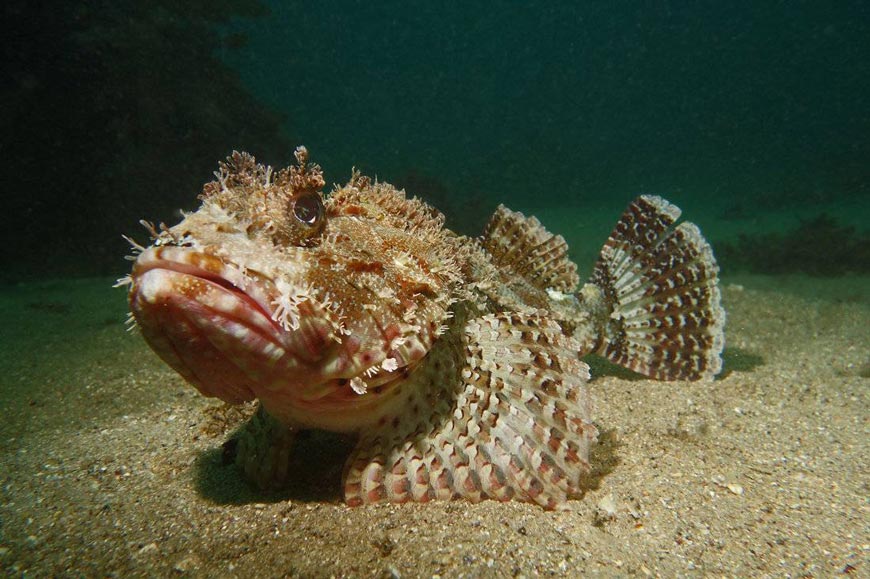 Скорпена (морской ерш)