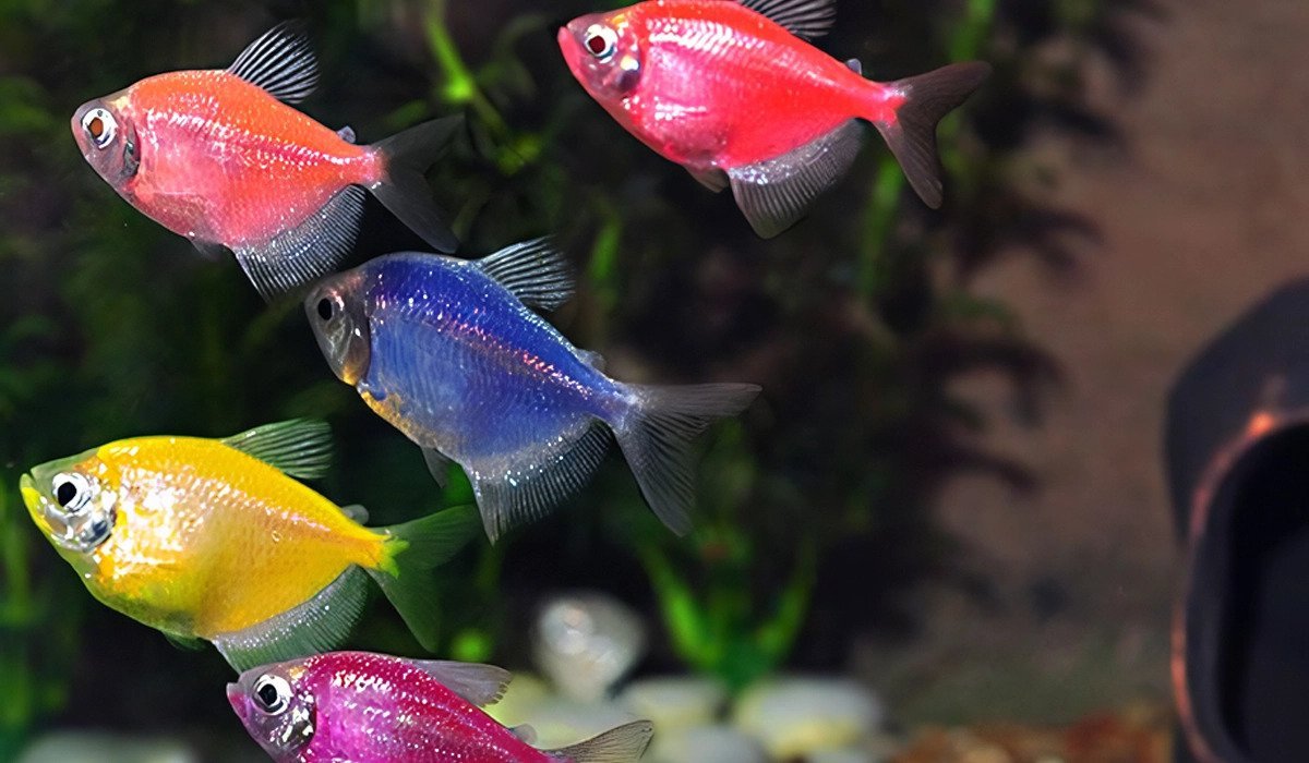 GloFish рыбы, которых уже запретили в западных странах