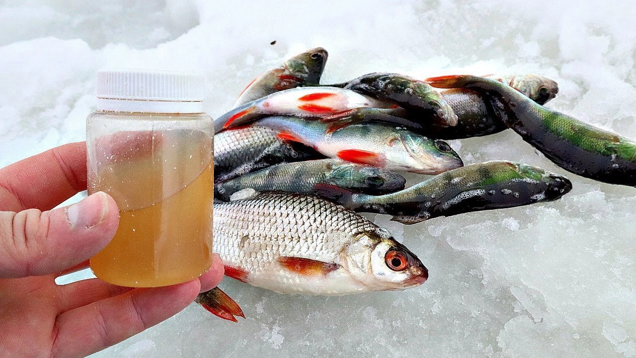 Лучшие 3 рецепта прикормки для успешной ловли окуня зимой