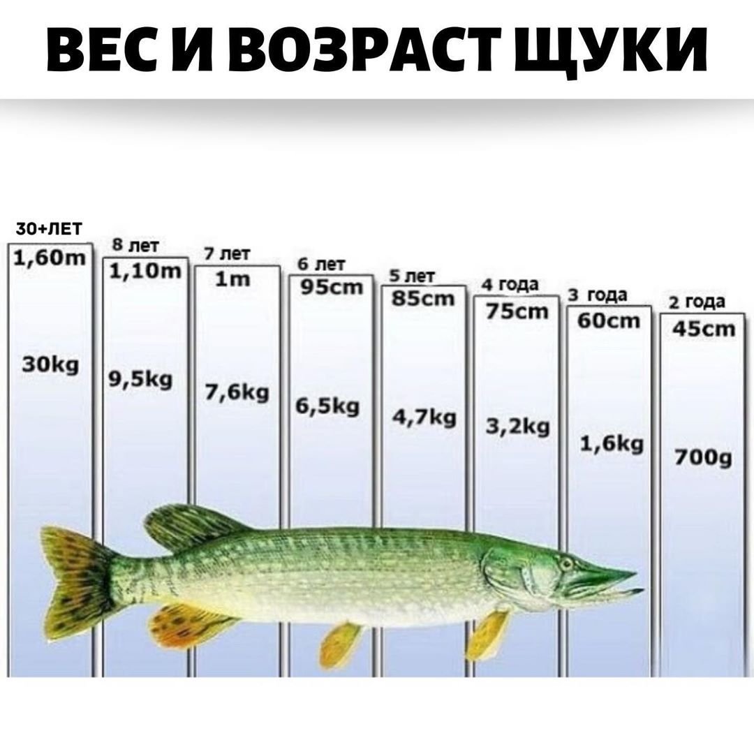 Щука фото