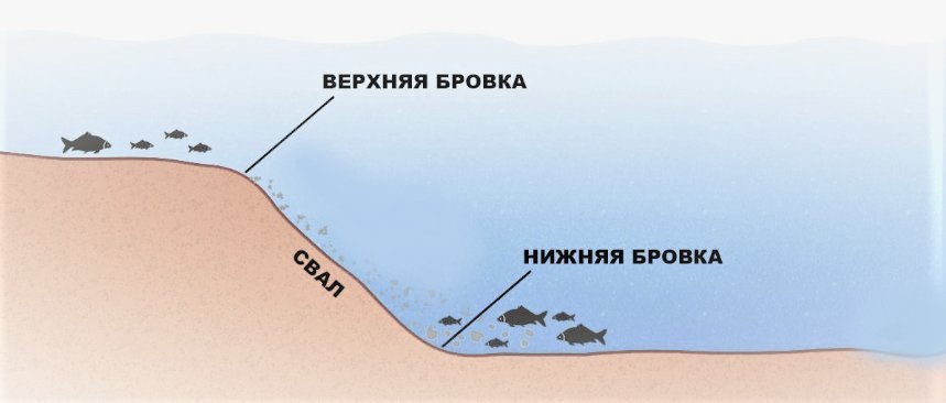 бровка
