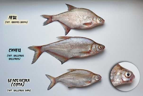 отличия густеры, синца и белоглазки от леща