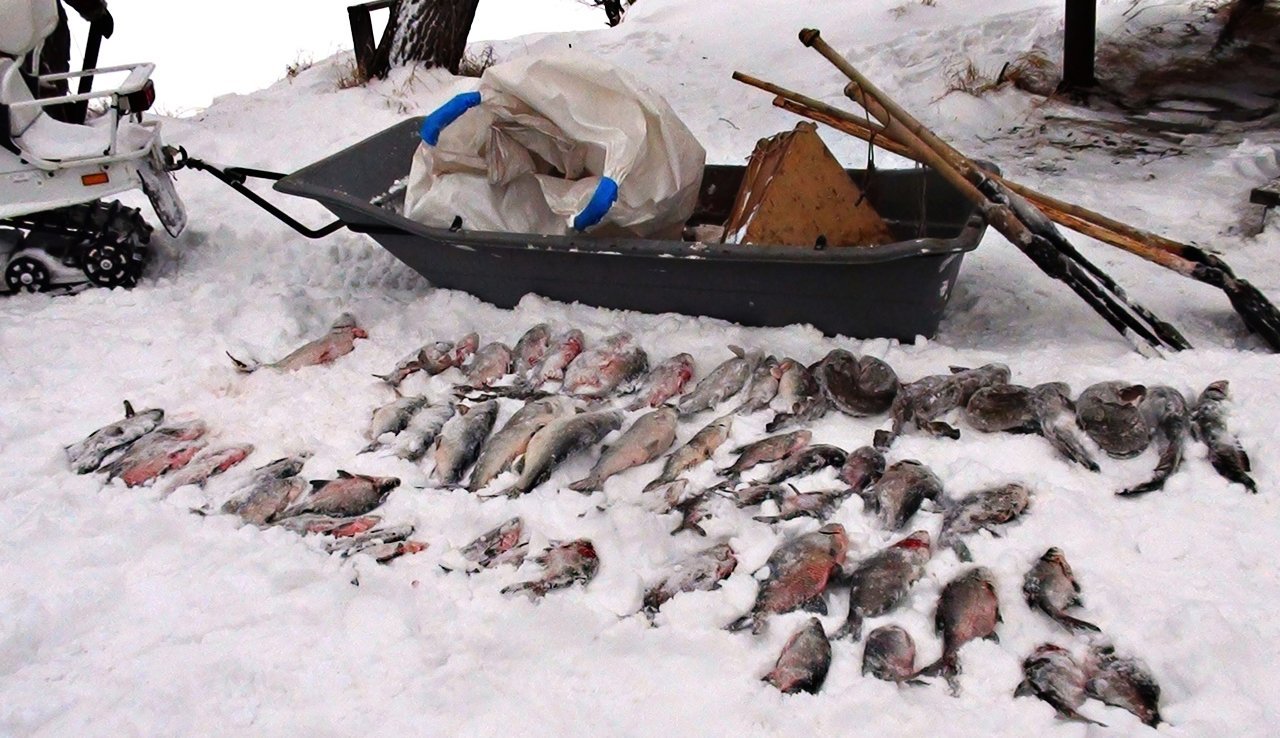 Браконьерство в Новосибирском водохранилище задержан мужчина с 123 незаконно выловленными рыбами