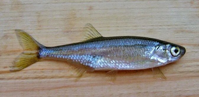 Верховка (овсянка)