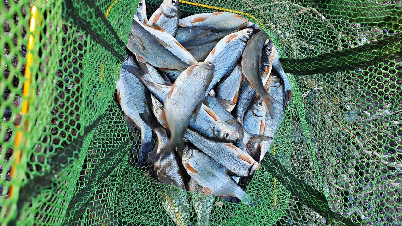 Краснокнижный рыбец заполонил реки как саранча – рыбаки недовольны