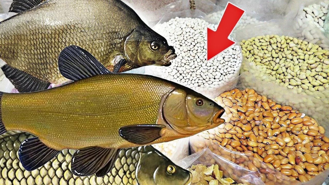 Ловля рыбы на фасоль, бобовые как секретная приманка