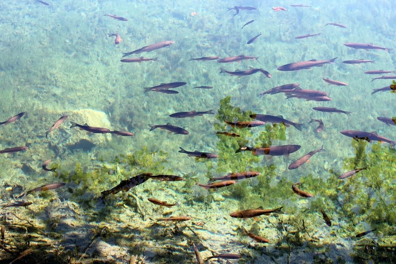 Маленькая рыбка – большое значение для экосистемы водоёмов