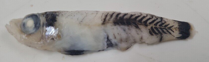 Microichthys grandis