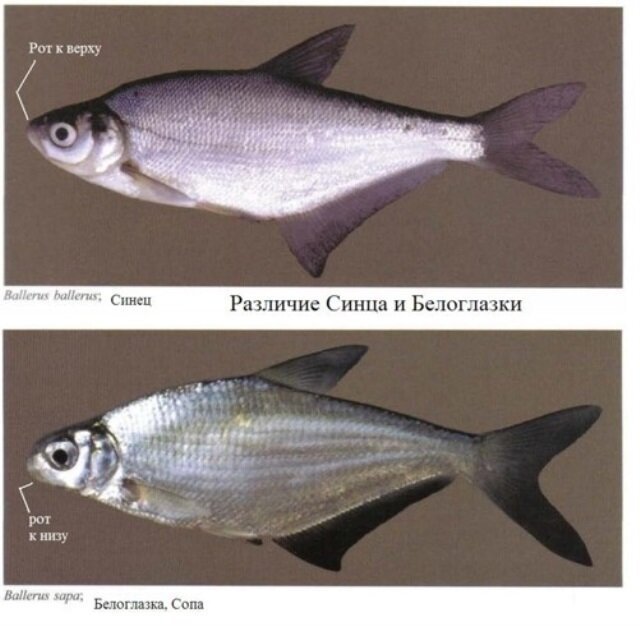 Синец и сопа